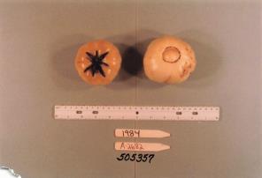 Click for 1 image(s) for this accession. FRUIT